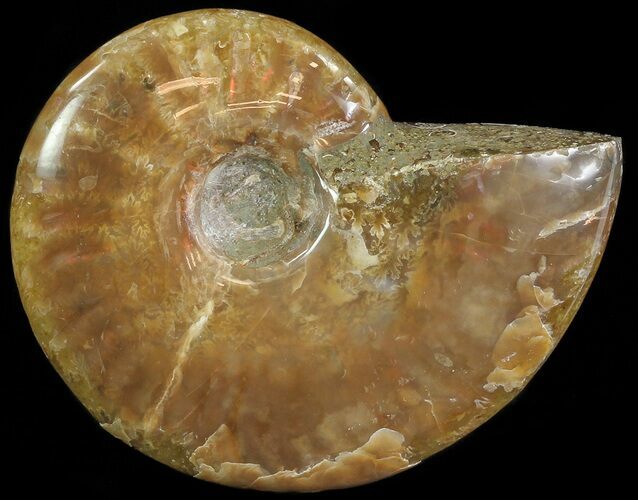 Polished Red Iridescent Ammonite - Wide #66658
